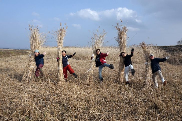 Reed harvesting